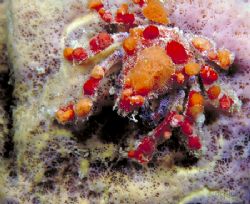 Cryptic Teardrop Crab, Bonaire Town Pier
NikIII, 35mm w/... by Dan Blum 
